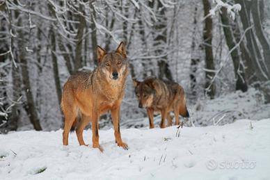 Lupi nella neve Abruzzo dimensione A3 29,7X42 cm.