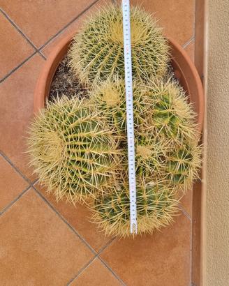 Pianta grassa Cuscino della suocera 