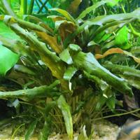 Cryptocoryne Piante Acquario 