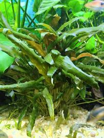 Cryptocoryne Piante Acquario 