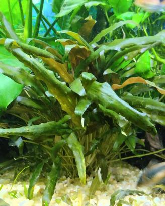 Cryptocoryne Piante Acquario 