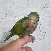 Pullo di parrocchetto Monaco svezzato