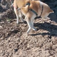 Akita inu femmina