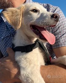Dolcissima cucciola mix golden retriever