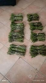 asparagi freschi 