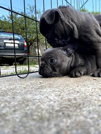 Bulldog francese Blu