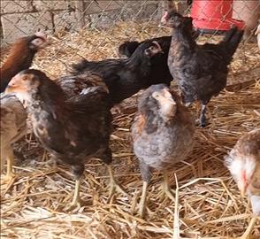 Galli Marans Araucana e olive eggers