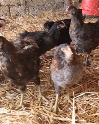 Galli Marans Araucana e olive eggers