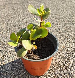 Crassula Ovata - Albero dei soldi o di Giada