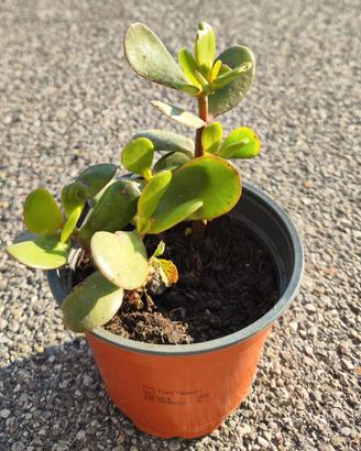 Crassula Ovata - Albero dei soldi o di Giada