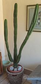 Cactus Colonnare d'Arredo h 1,80m