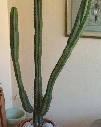 Cactus Colonnare d'Arredo h 1,80m