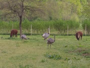 Emu e nandu