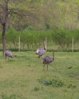 Emu e nandu