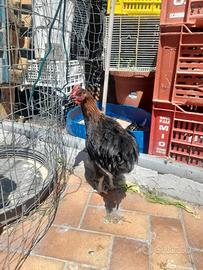 Galletto marans