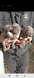 Cuccioli di Cane Corso