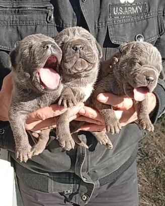 Cuccioli di Cane Corso