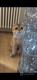 Accoppiamento gatto