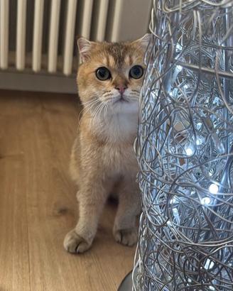 Accoppiamento gatto
