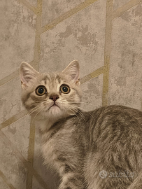 Gattino scottish straight