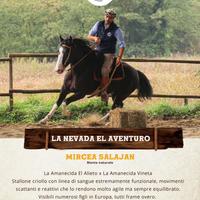 CAVALLO CRIOLLO - Piacenza