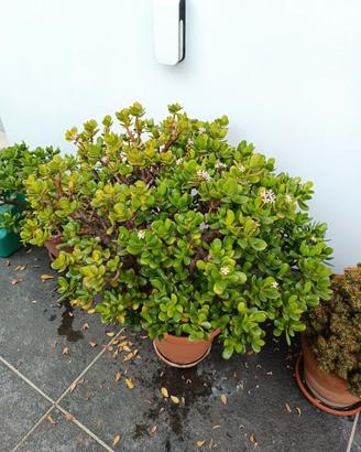 Albero di Giada
