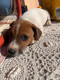 Ultimo cucciolo jack russell