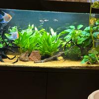 Acquario Optiset 200lt aquael.