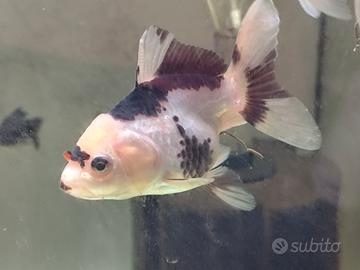 Oranda panda