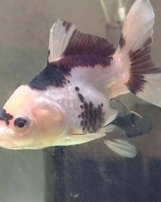 Oranda panda