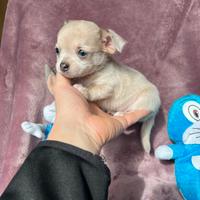 Chihuahua Maschio, grigio merle dimensione Mini