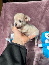 Chihuahua Maschio, grigio merle dimensione Mini