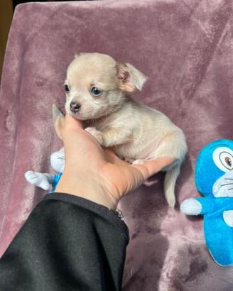 Chihuahua Maschio, grigio merle dimensione Mini