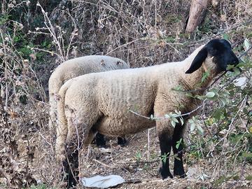 Agnelli razza Suffolk