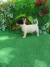 Cuccioli di chihuahua Toy
