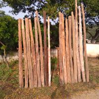 TRAVI  CORTE  IN  GINEPRO - permuta  lavoro