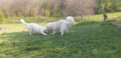 Cuccioli Cane da pastore di Tatra