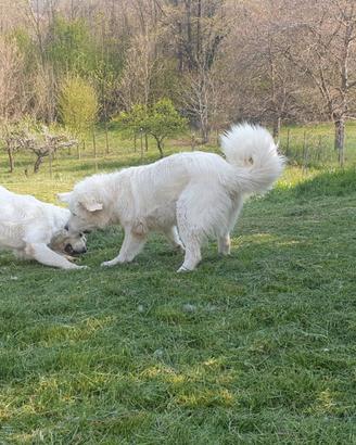 Cuccioli Cane da pastore di Tatra