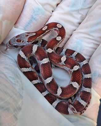 Baby serpenti del grano regione Marche