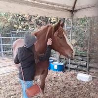 PULEDRA TPR 2 anni e mezzo