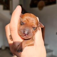 Zwergpinscher pinscher nano