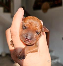 Zwergpinscher pinscher nano