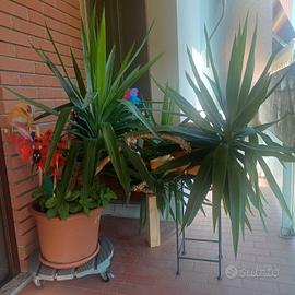 Dracena rigogliosa