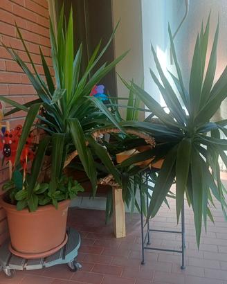 Dracena rigogliosa