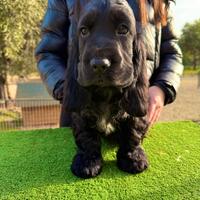 Cocker Spaniel Inglese