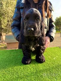 Cocker Spaniel Inglese