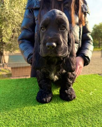 Cocker Spaniel Inglese