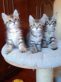 Cuccioli gatto sibiriano