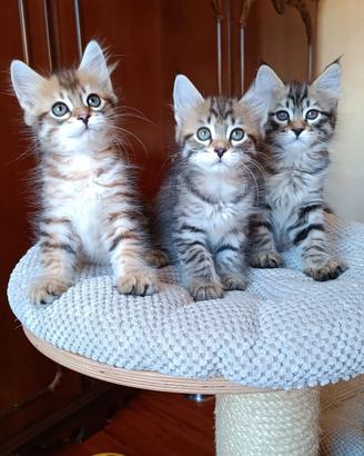 Cuccioli gatto sibiriano