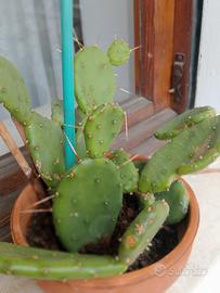 Pale fichi d'india nane ,singole e non....